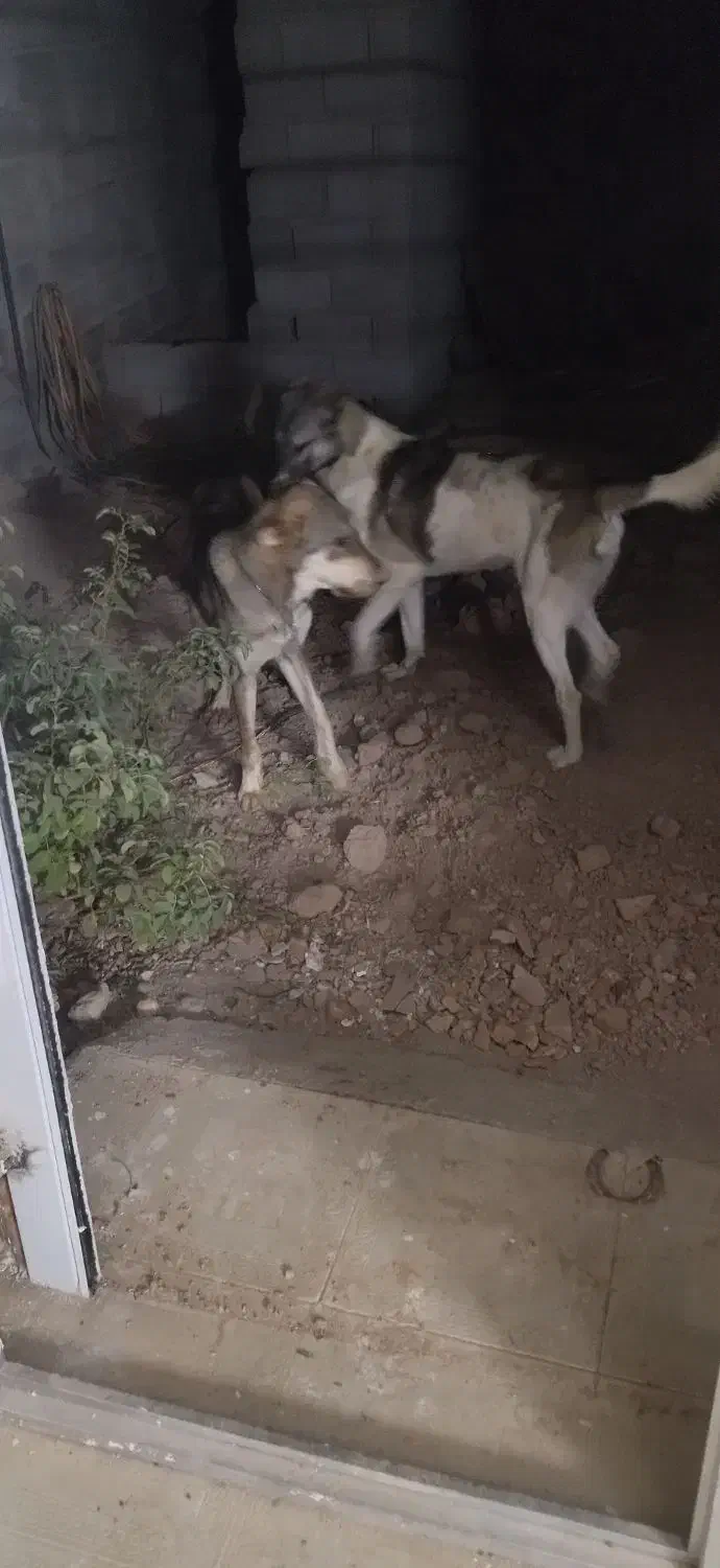 واگذاری|سگ|نمین, |دیوار