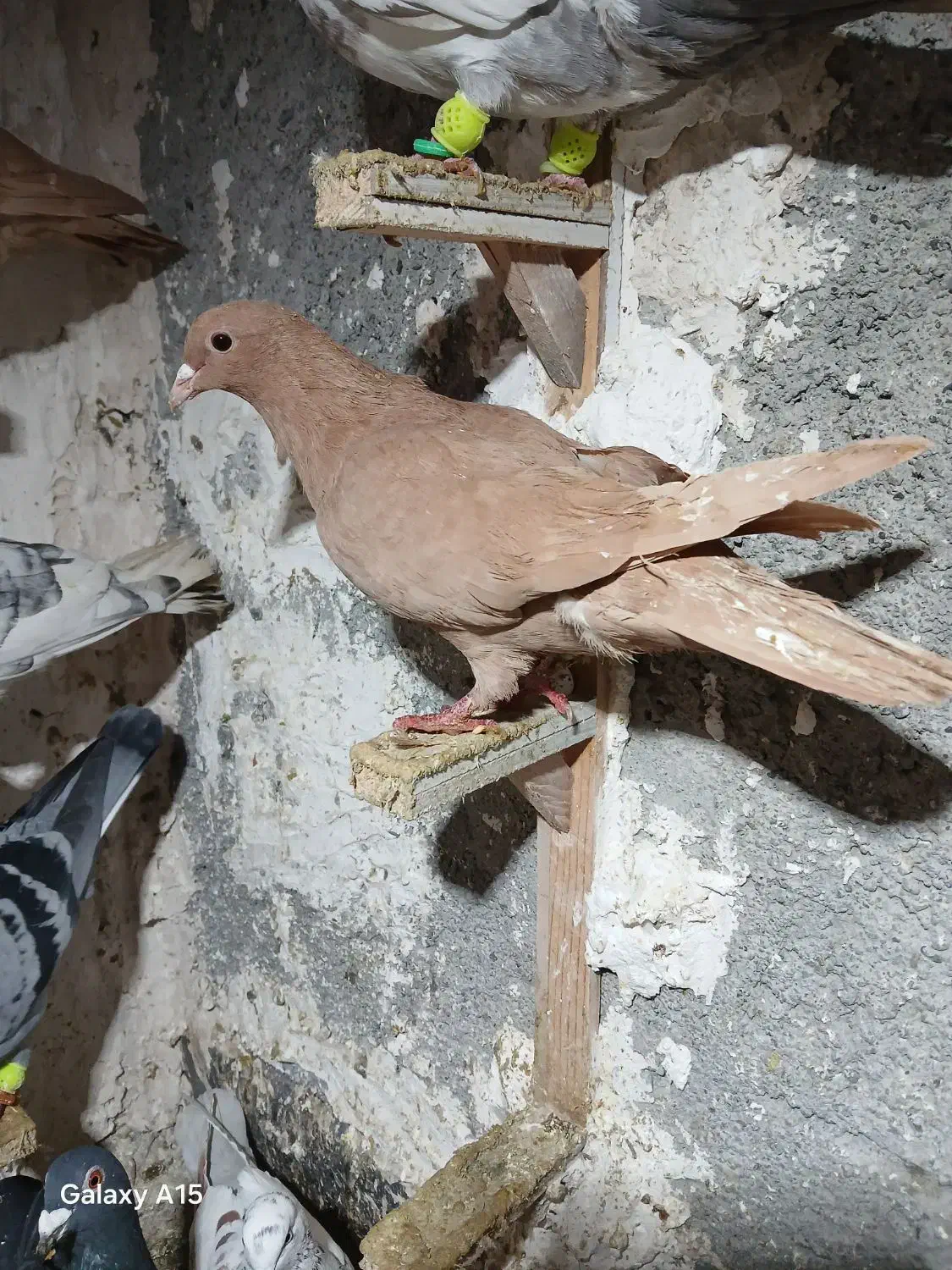 کبوتر صید کرمانی کله زرد|پرنده|مشهد, ابوذر|دیوار