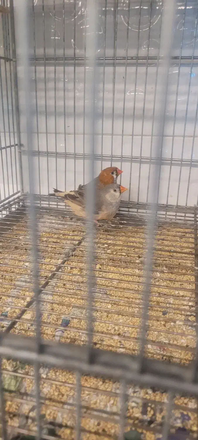 جفت فنج اروپایی بیگ سایز|پرنده|مرودشت, بیست متری بیمارستان|دیوار