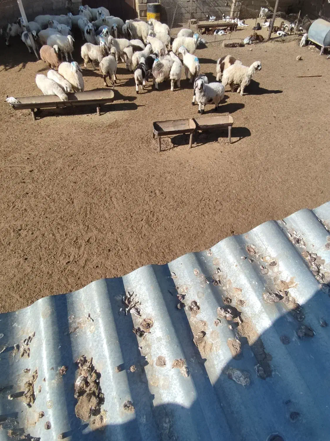 بره‌نروماده‌چاق|حیوانات مزرعه|خرامه, |دیوار