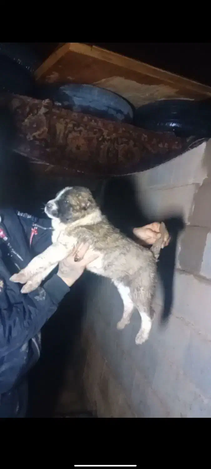 توله خراسانی|سگ|مشهد, کشف|دیوار