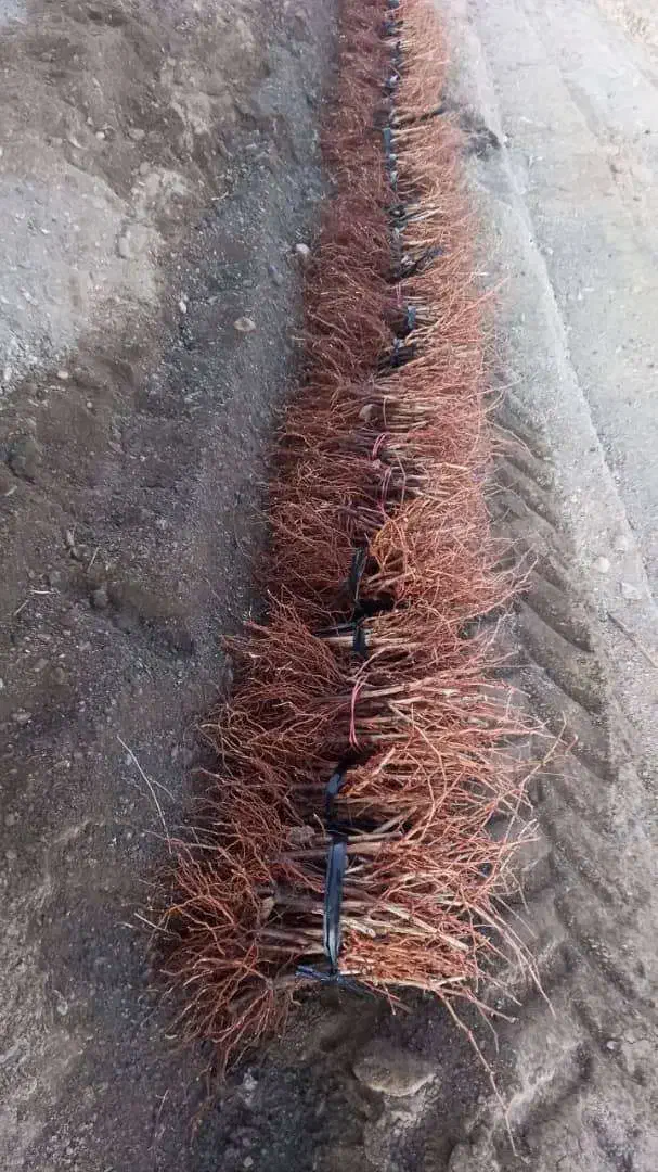 فرصت طلایی نمایندگی نهال با درآمد میلیاردی|خدمات باغبانی و درختکاری|اراک, |دیوار