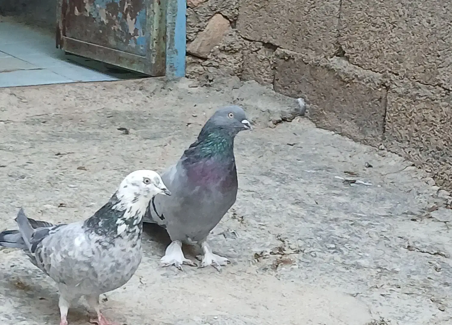 کبوتر|پرنده|فارسان, |دیوار