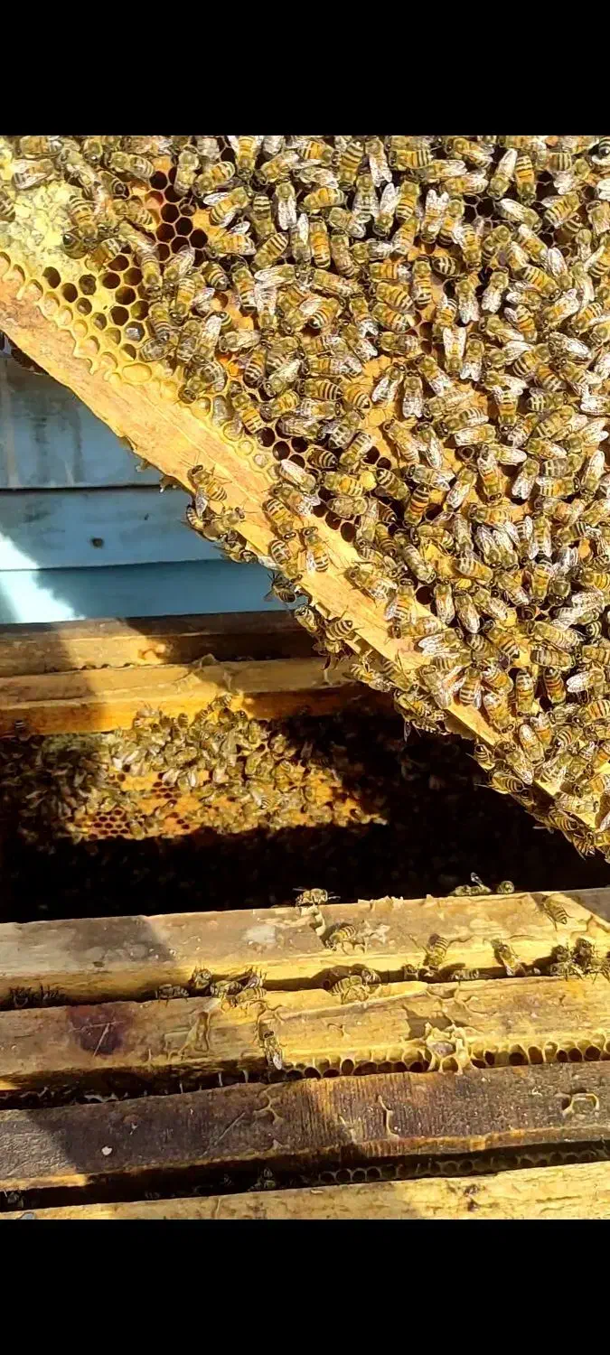 زنبور فروشی|حیوانات مزرعه|نجفآباد, یزدانشهر|دیوار