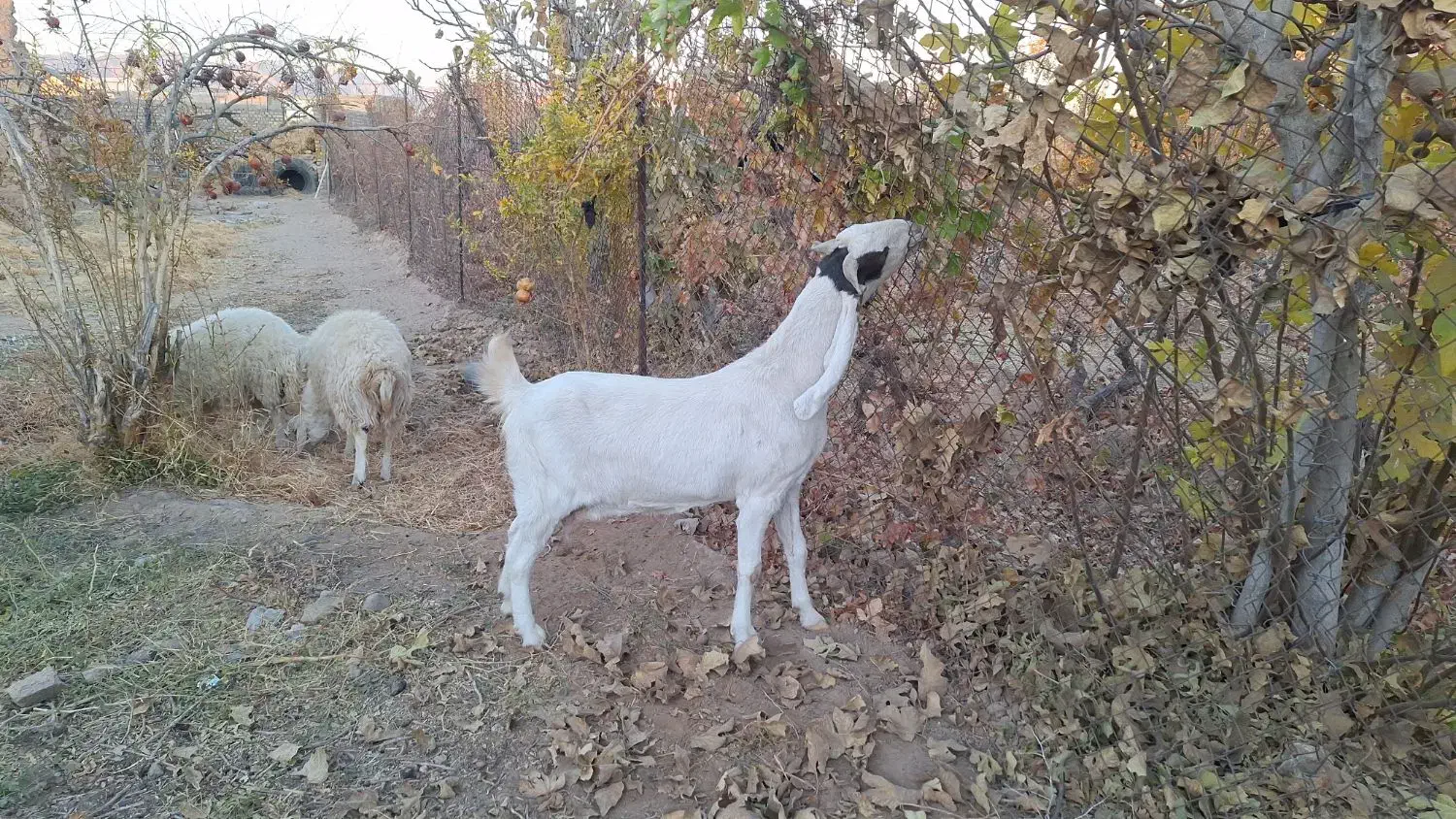 بز گلابی|حیوانات مزرعه|خلیل آباد, |دیوار