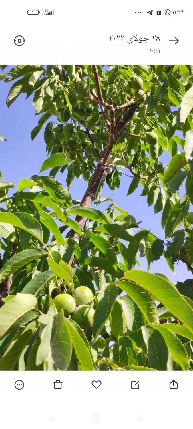 خانه باغ ۳۰۰۰متری ثبتی باامتیازات برق و گاز و فنس|فروش خانه و ویلا|بوکان, |دیوار