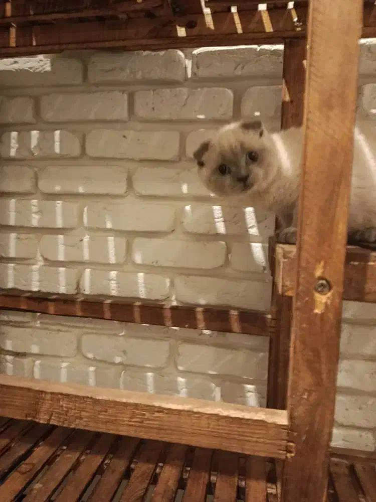 گربه اسکاتیش خاص|گربه|ساری, |دیوار