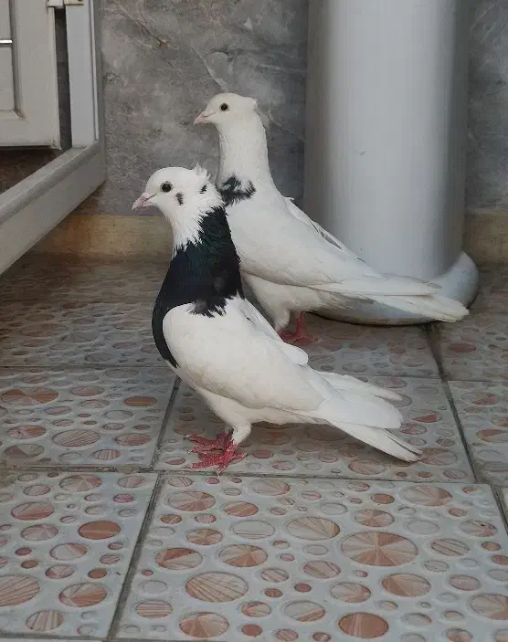 کبوتر|پرنده|امیدیه, |دیوار