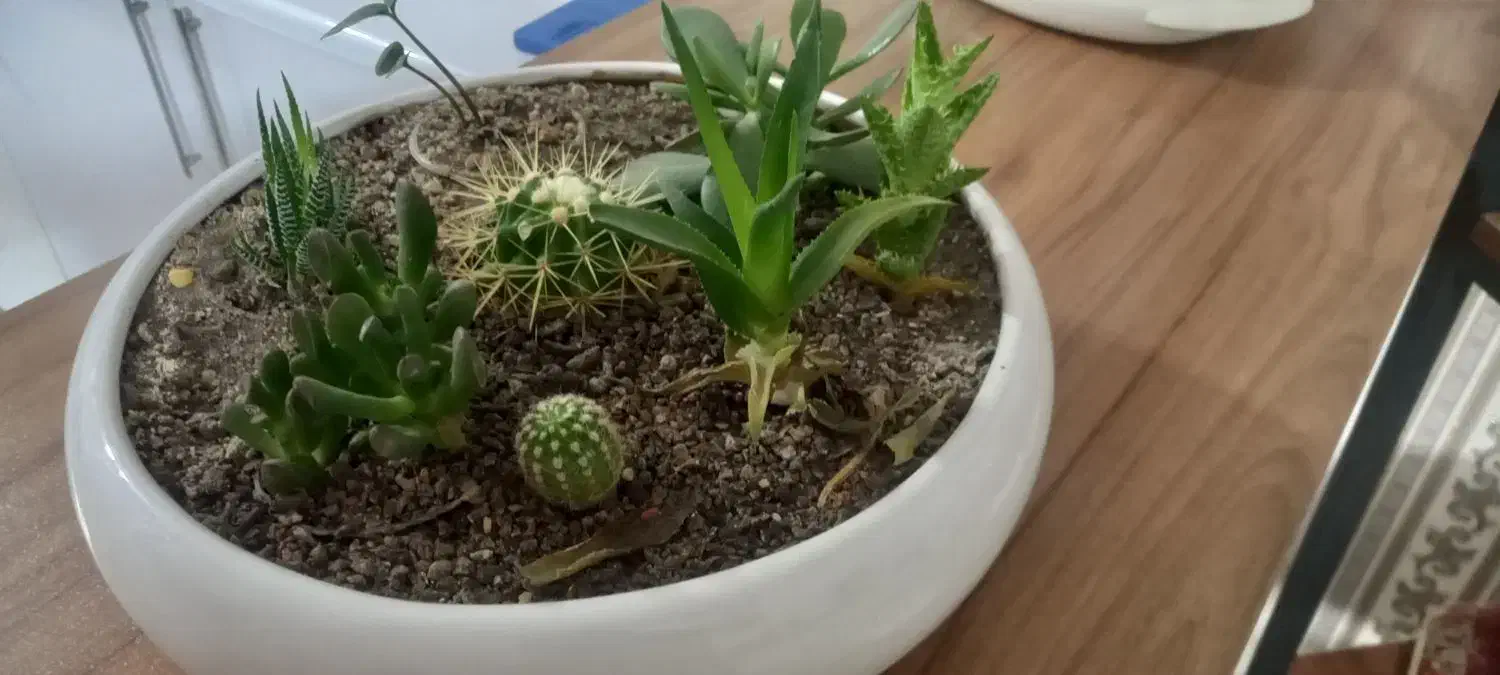 گلدان رومیزی دو عدد|گل و گیاه طبیعی|مشهد, شهرک امام هادی (شهرک غرب)|دیوار