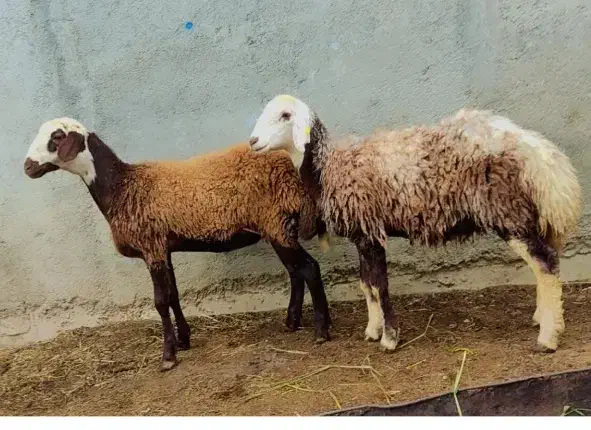 گوسفند بره توقلی جنس و یک عدد بز|حیوانات مزرعه|گرگان, |دیوار