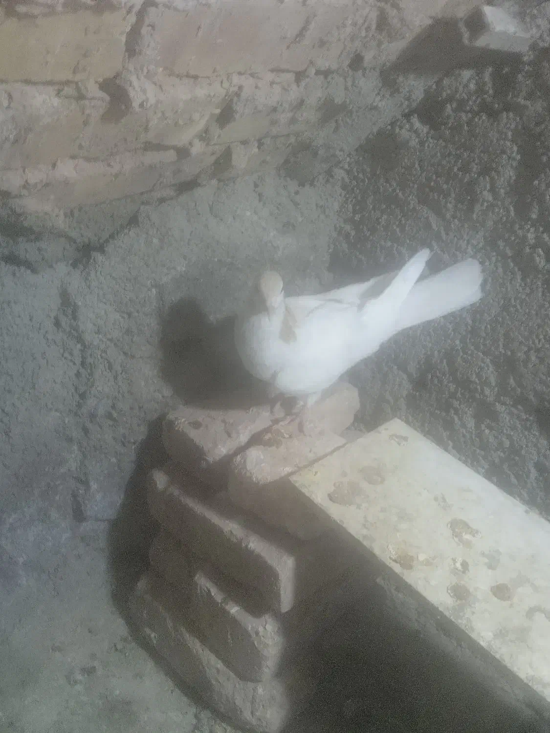 کفتر|پرنده|نیشابور, کوی حسینی|دیوار