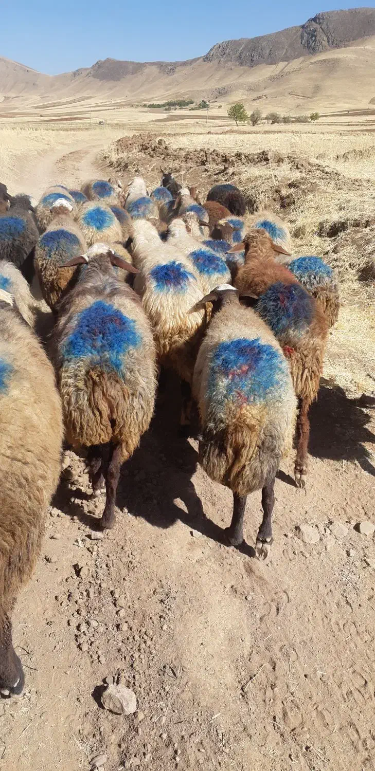 ۳۵راس گوسفند داشتی ۲زایده مابقی آبستن سنگین|حیوانات مزرعه|بهار, |دیوار