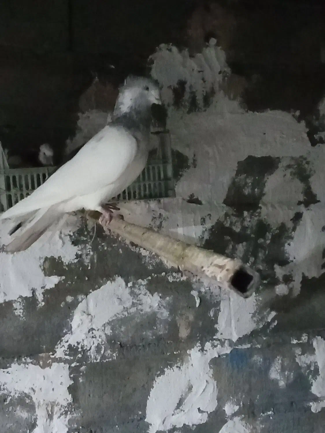 کبوتر|پرنده|تیکمه داش, |دیوار