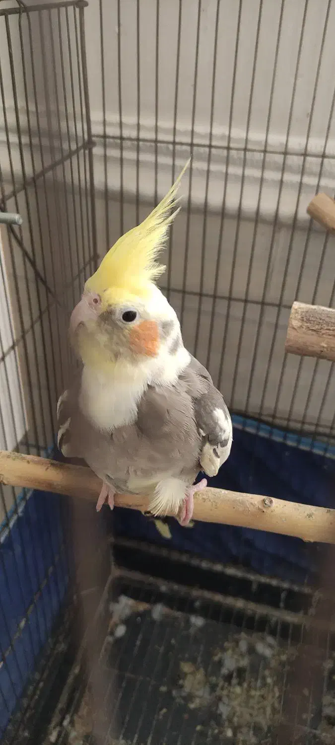 عروس هلندی ماده|پرنده|برازجان, |دیوار