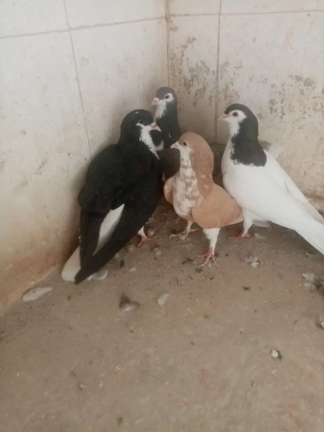 کجکله هفت رنگ|پرنده|نیشابور, ده حلاج|دیوار