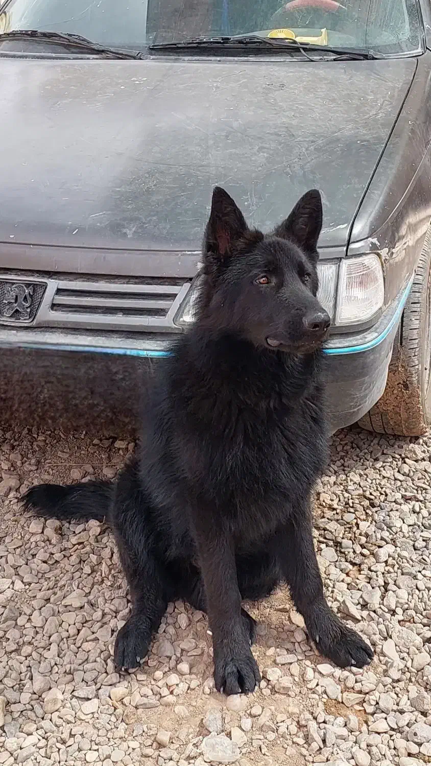 گمشده ب یابنده ده میلیون مژدگانی میدم|حیوانات|کرمان, |دیوار