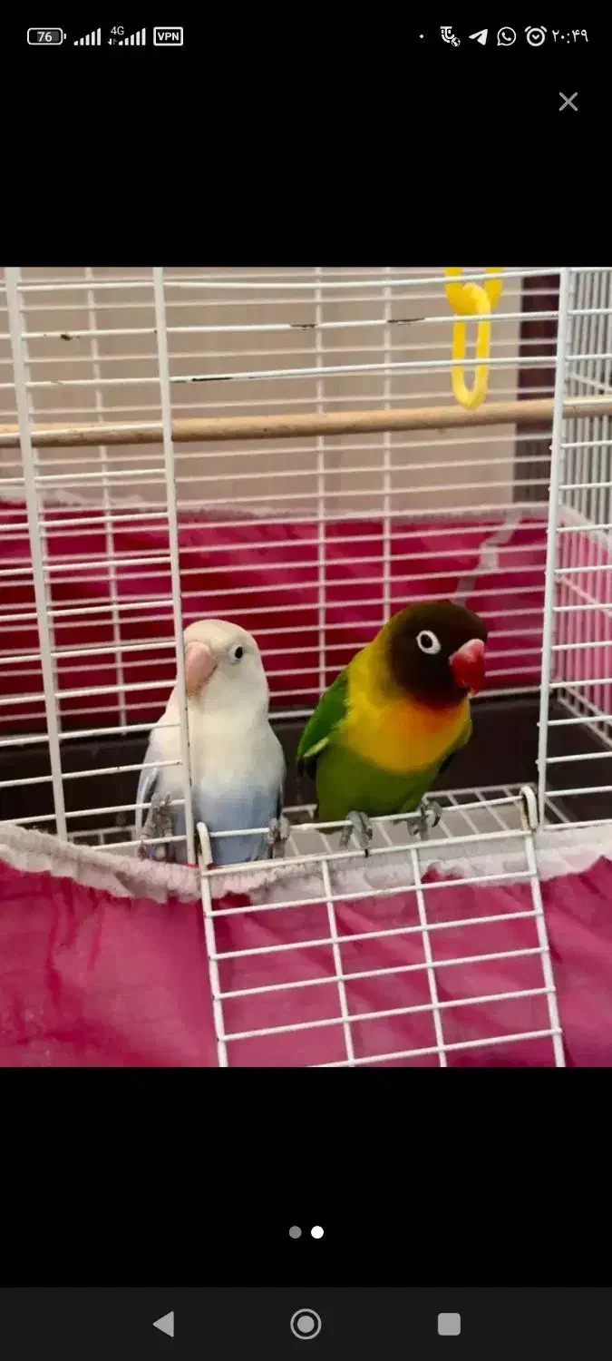 پرنده|پرنده|چالوس, |دیوار