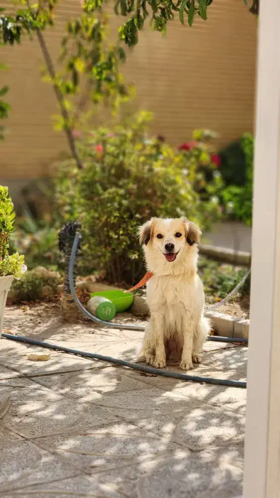 سگ پاپی|سگ|برخوار, |دیوار