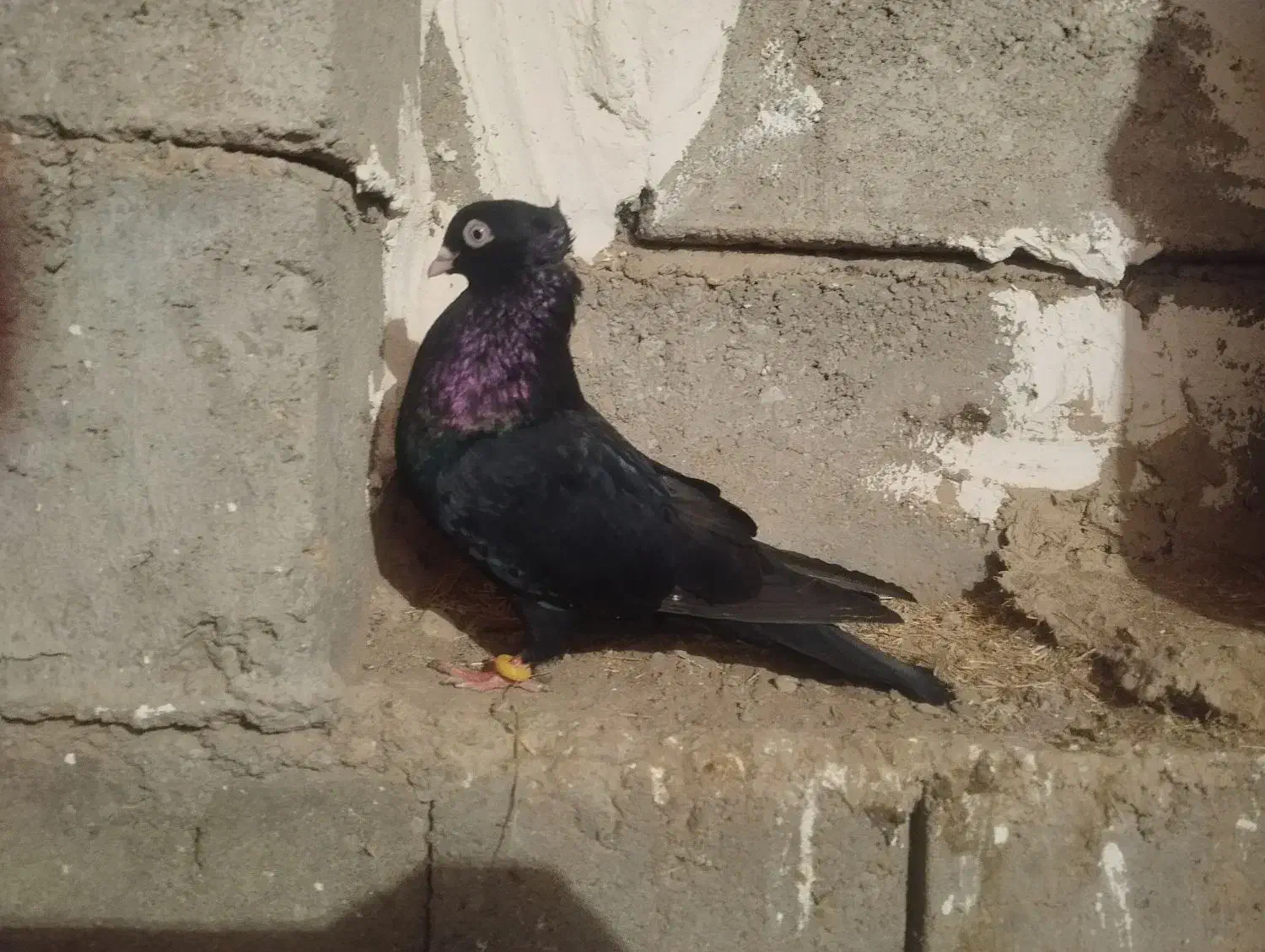 دوتا کبوتر فره دوتا سیاه|پرنده|کشاورز, |دیوار