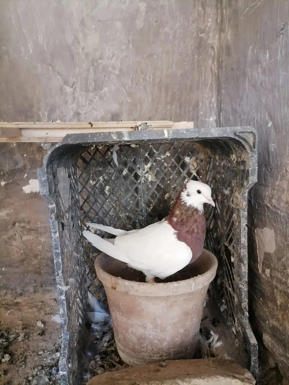 طوقی|پرنده|اسفراین, |دیوار