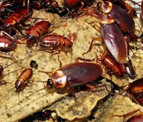 سم پاشی موریانه وسوسک با ضمانت نامه کتبی(حسنوند)|خدمات نظافت|خرمآباد, |دیوار