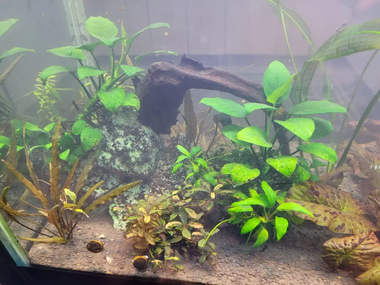 گیاه طبیعی آکواریومی|ماهی|تایباد, |دیوار