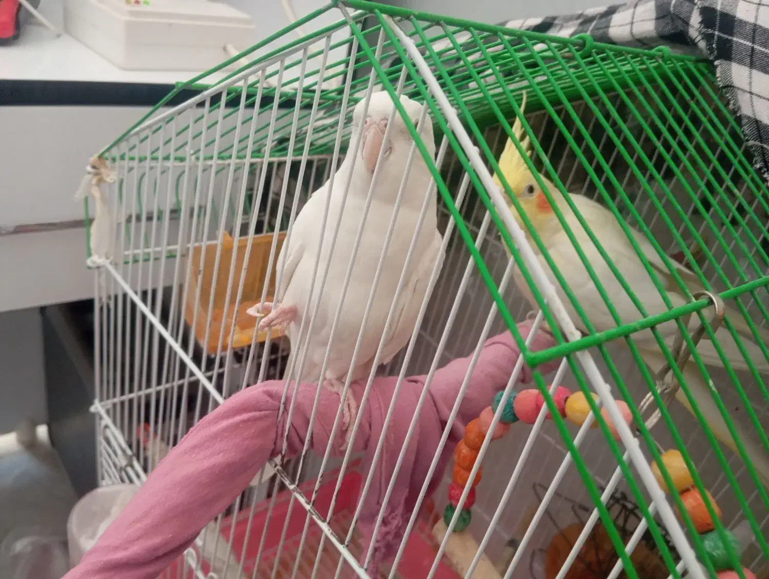 عروسی هلندی جفت|پرنده|زهک, |دیوار