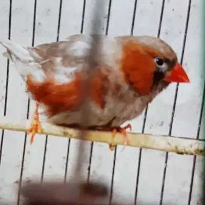 فنج کینگ|پرنده|بندرعباس, |دیوار