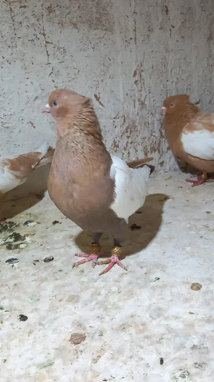 کبوتر سینه زرد|پرنده|تربت جام, بهشت نبی|دیوار