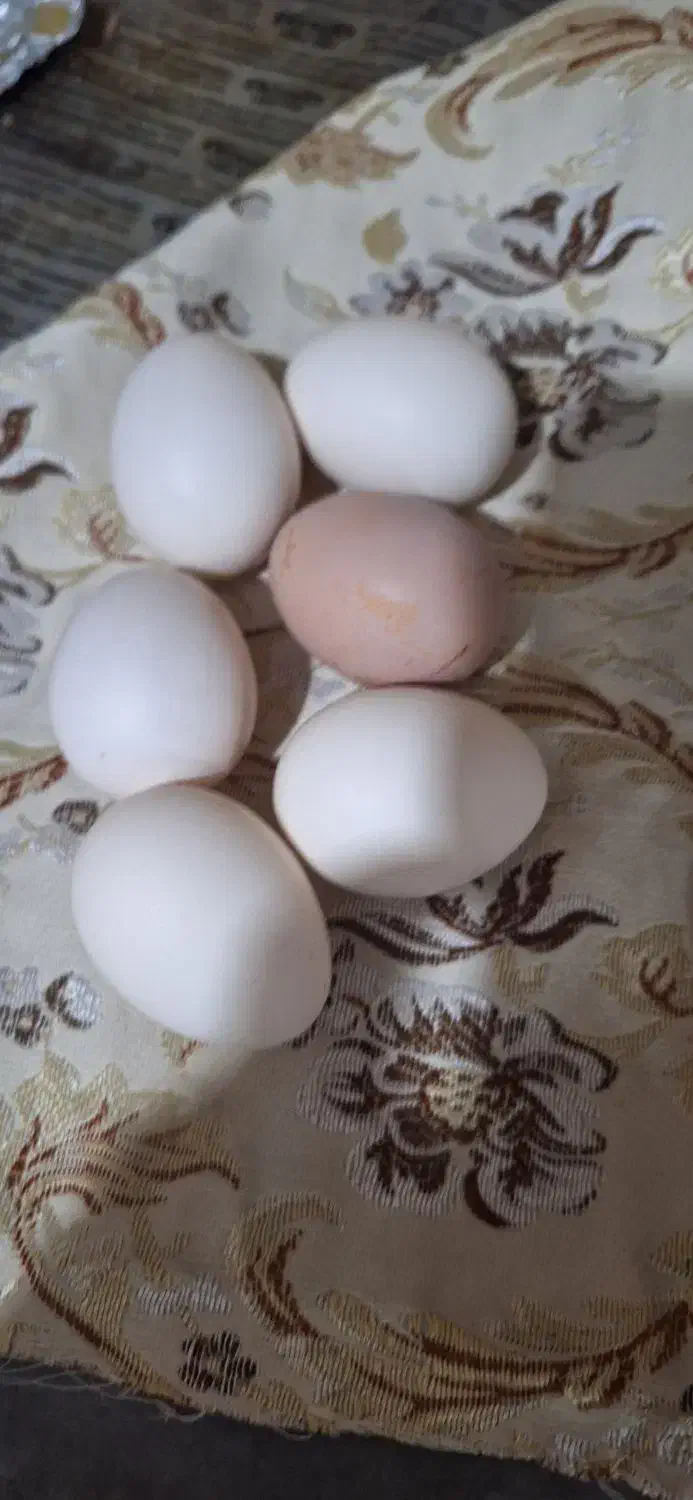 تخم مرغ محلی اصل نطفه دار|حیوانات مزرعه|رامهرمز, |دیوار