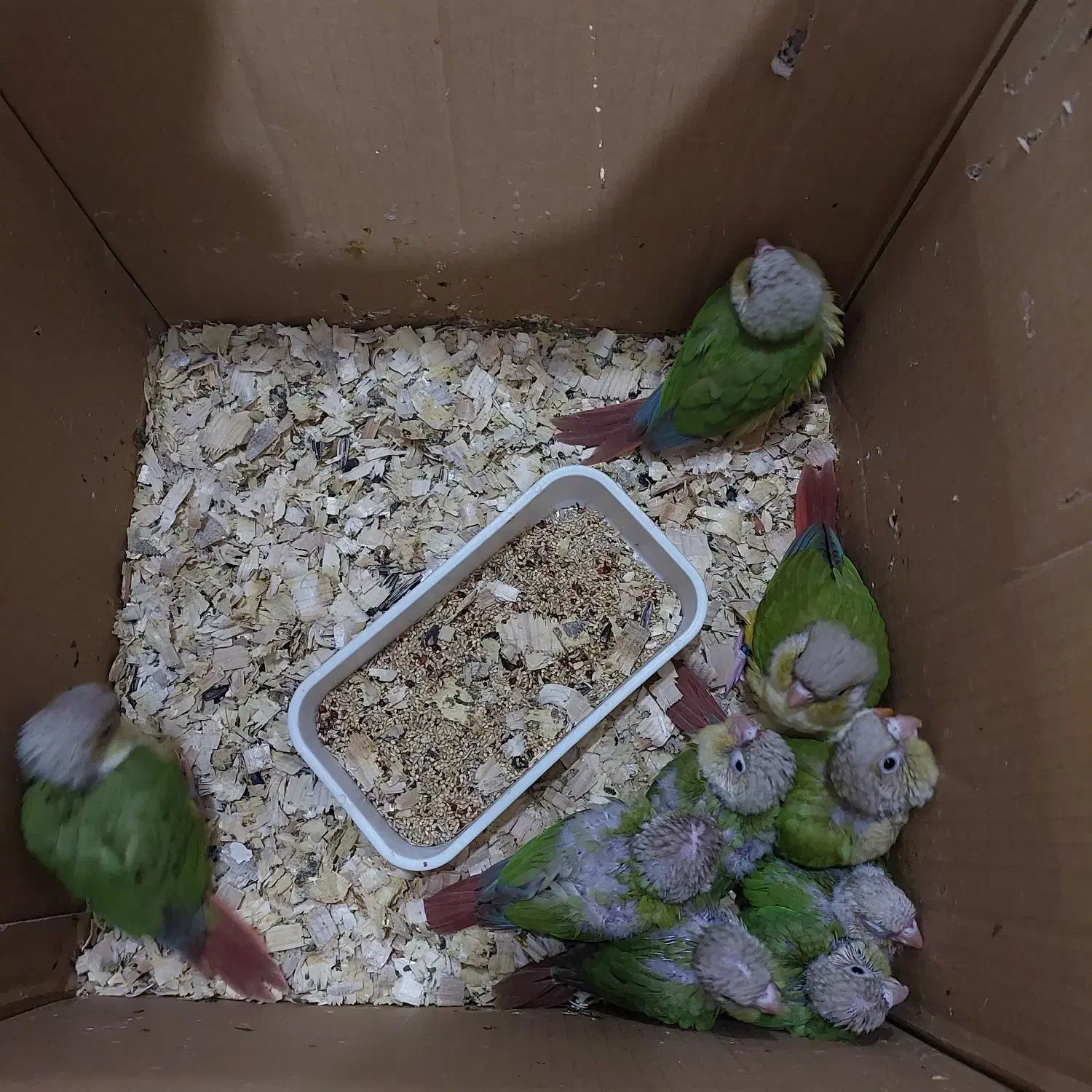 جوجه سرلاکی گرینچیک|پرنده|بندر کنگان, |دیوار