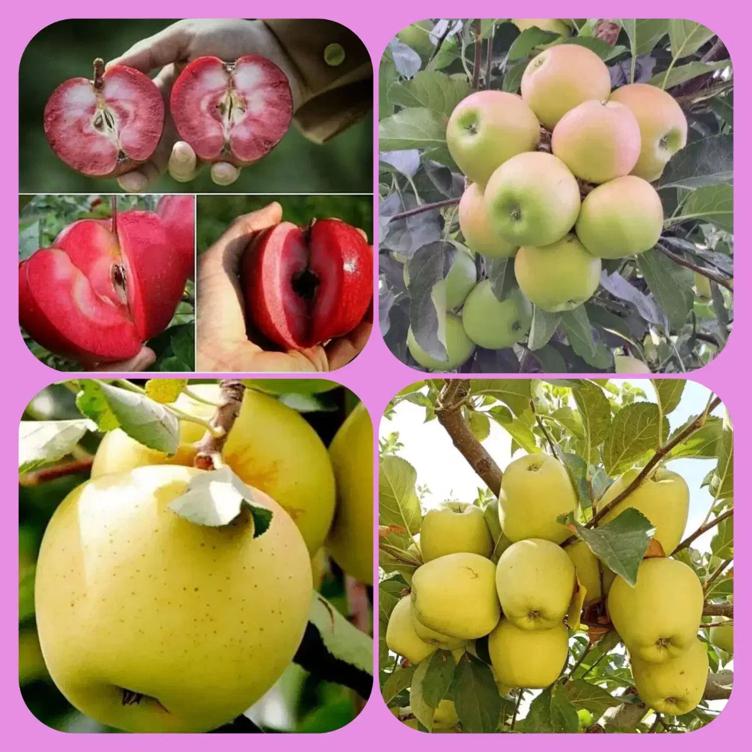 نهال سیب زرد، درخت سیب، گلخانه نهالستان|خدمات باغبانی و درختکاری|مشهد, خواجه ربیع|دیوار