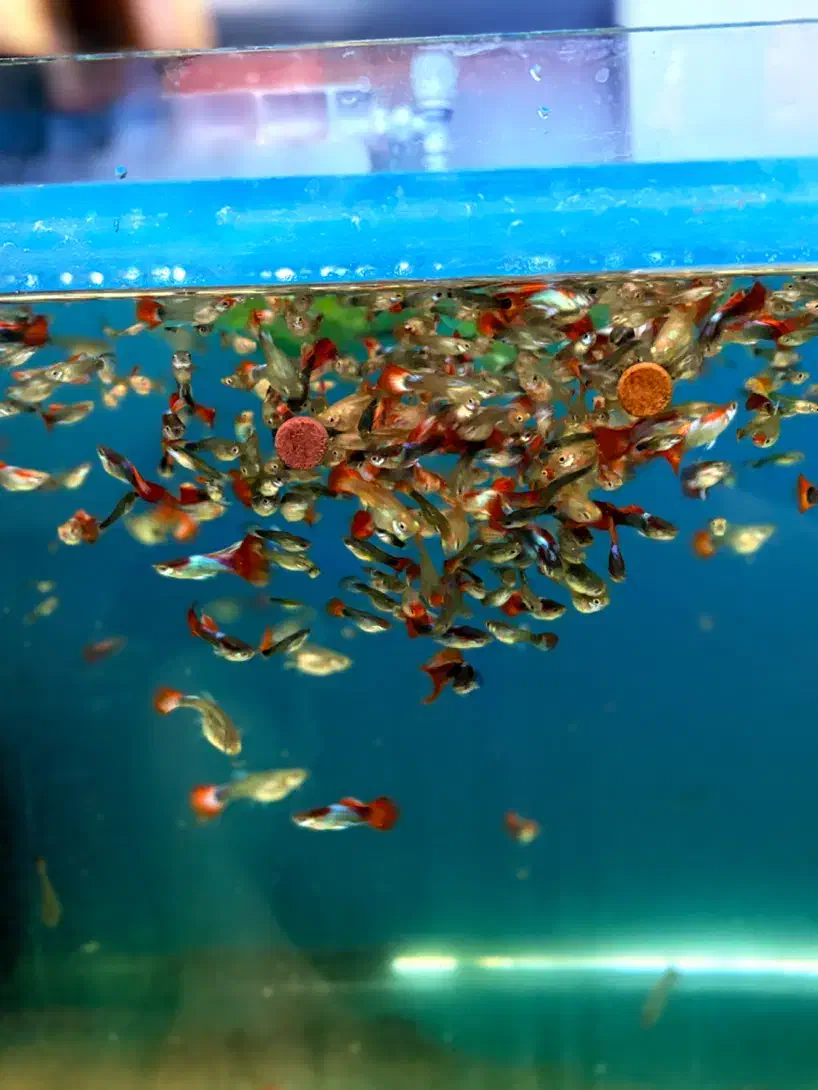 گوپی کوی بالن|ماهی|تهران, میدان ولیعصر|دیوار