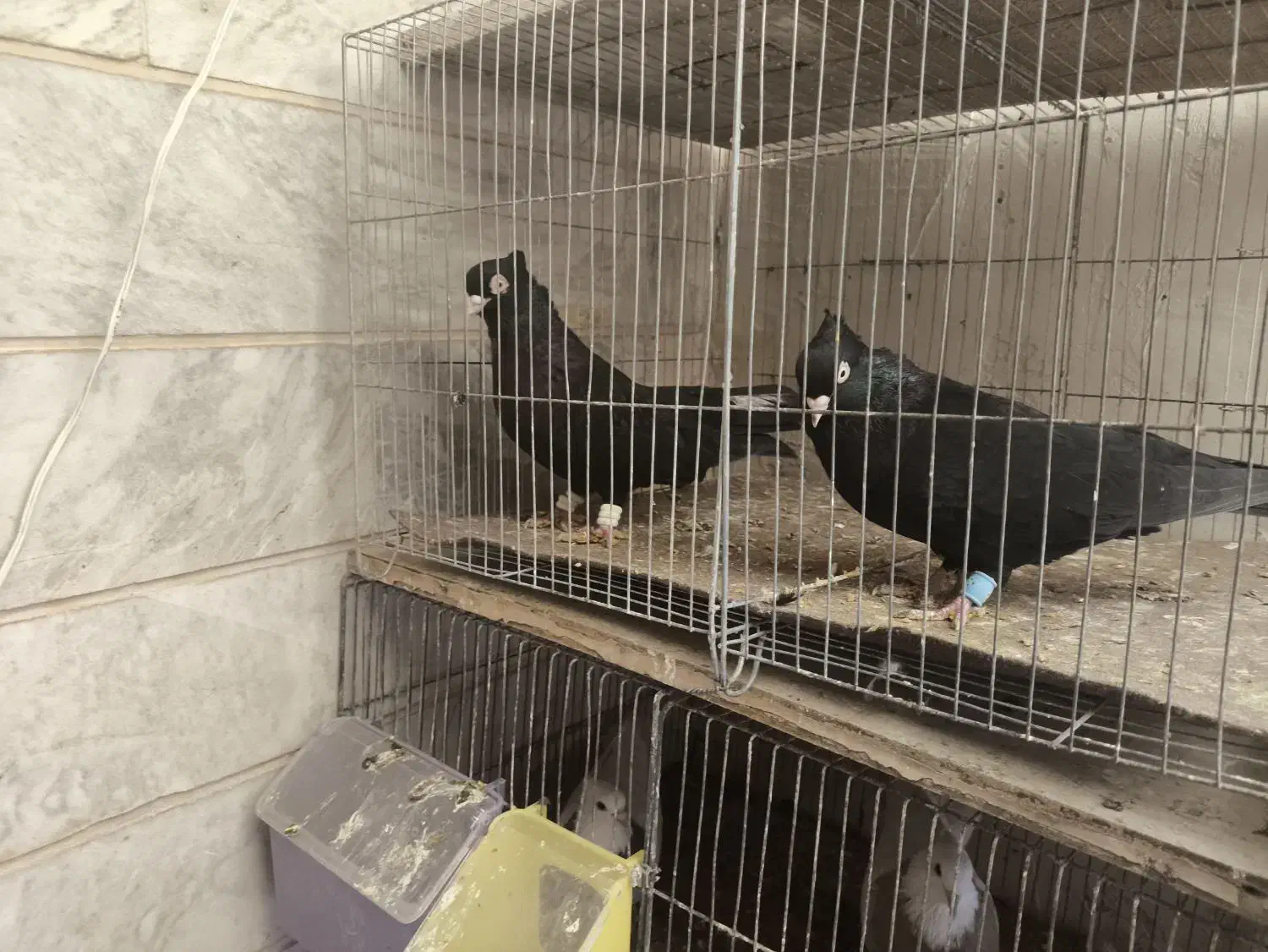 فروش 25عدد زاغ آبادانی قیمت مناسب|پرنده|شاهین‌شهر, فردوسی|دیوار