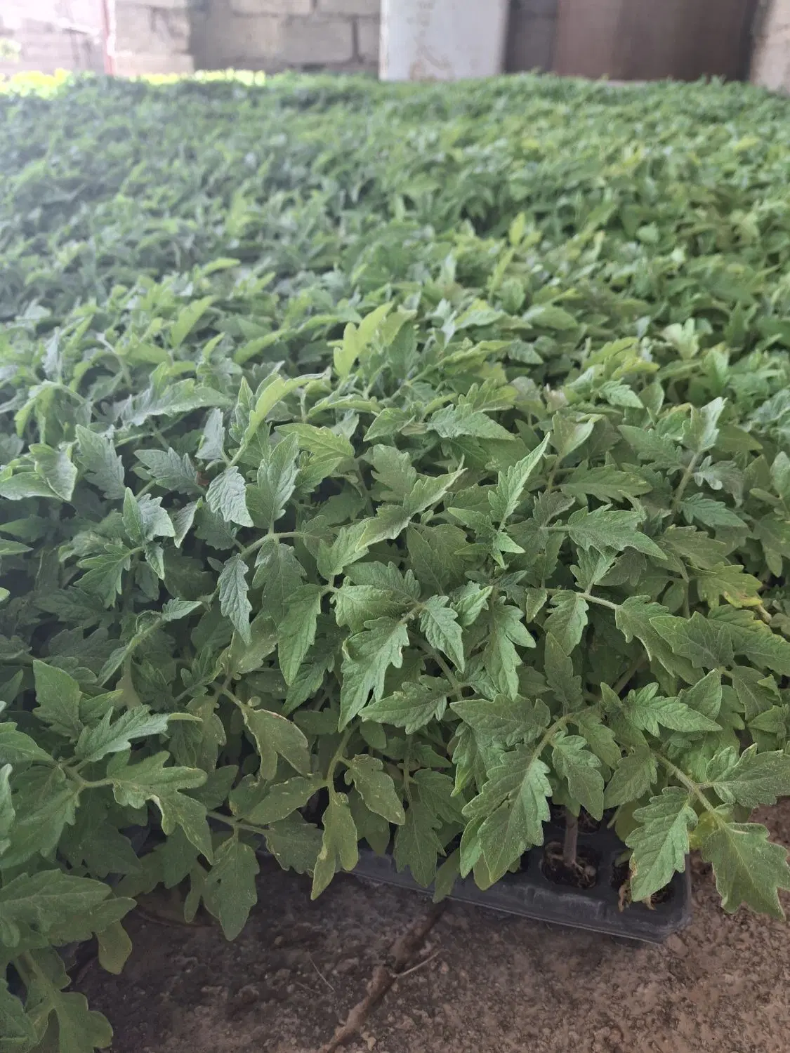 نشا ۸۳۲۰|گل و گیاه طبیعی|نیشابور, ماروسک|دیوار