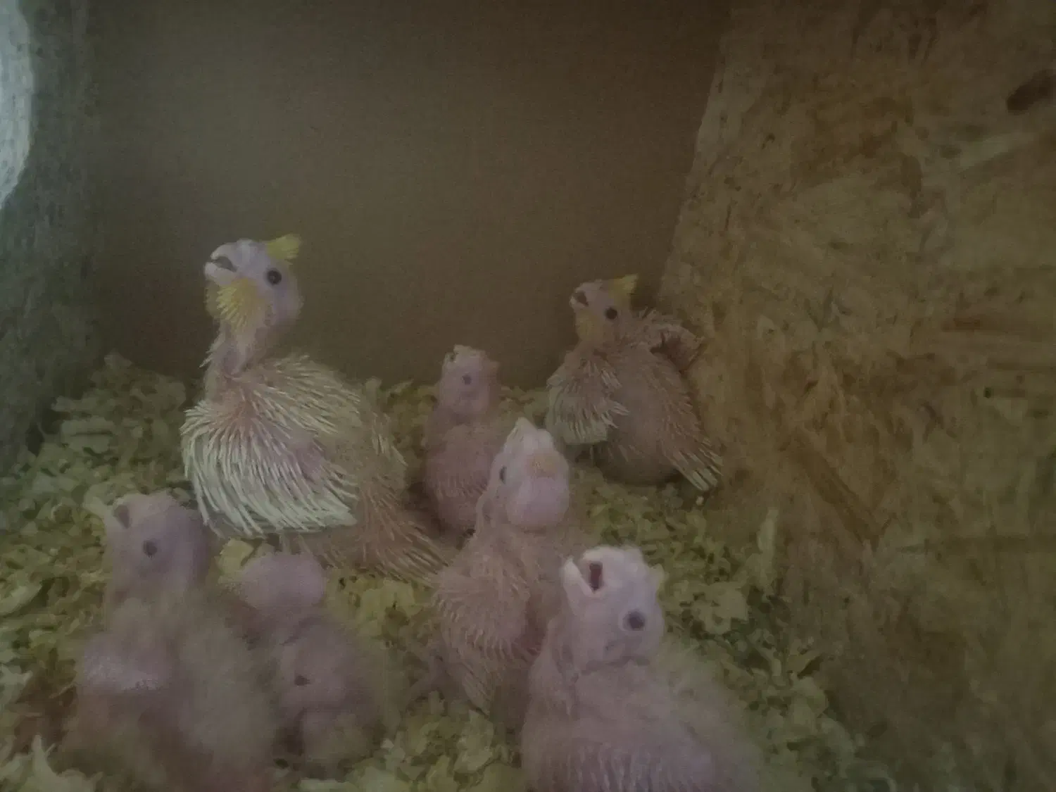 عروس هلندی|پرنده|کرباسک, |دیوار