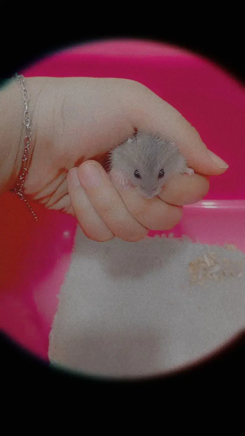 همستر همستر|موش و خرگوش|کرمان, |دیوار