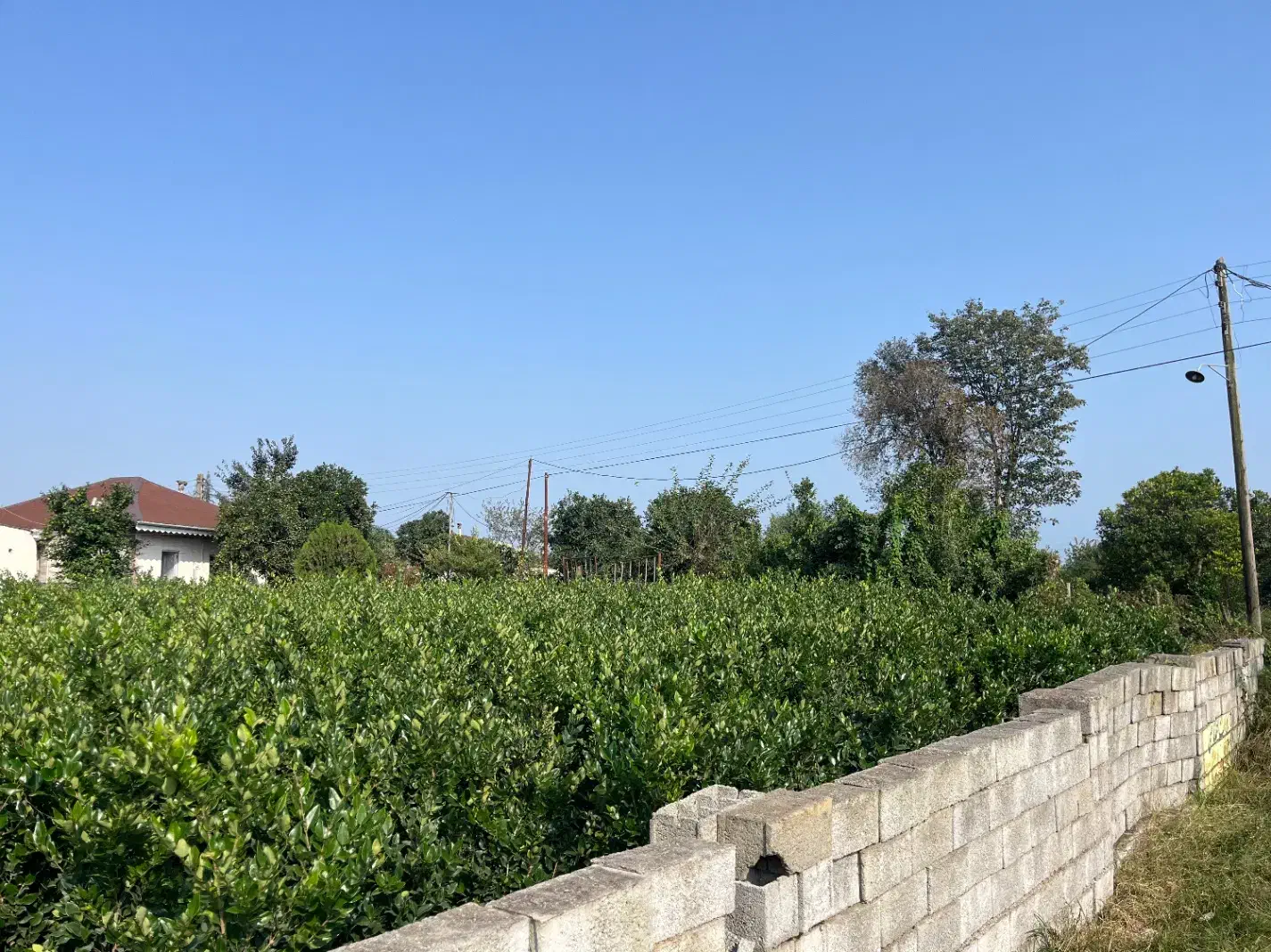 309 متر زمین فروش قاسم اباد سفلی چابکسر|فروش زمین و ملک کلنگی|چابکسر, |دیوار