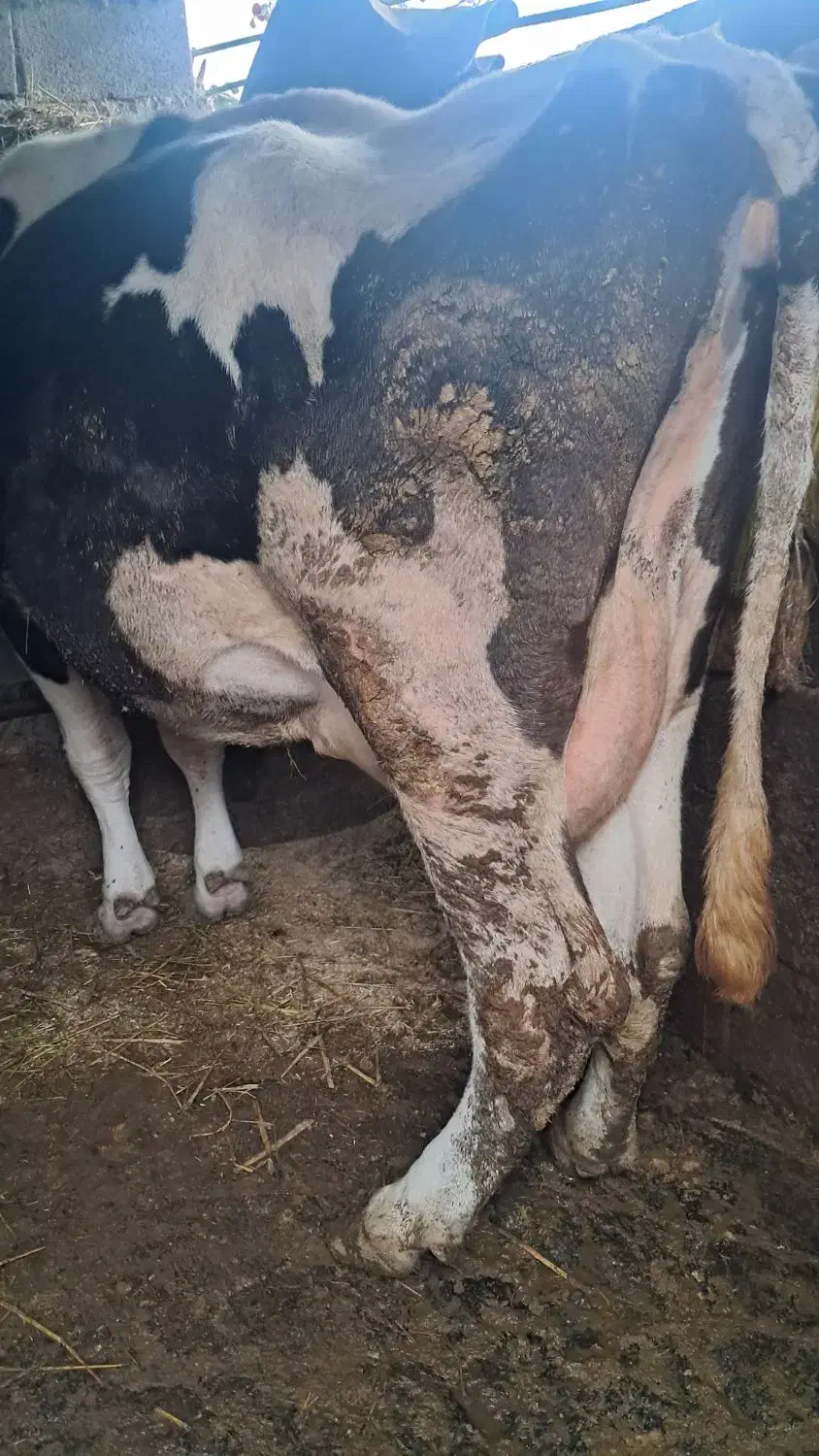 گاو گاوشیری|حیوانات مزرعه|کتالم و سادات شهر, |دیوار