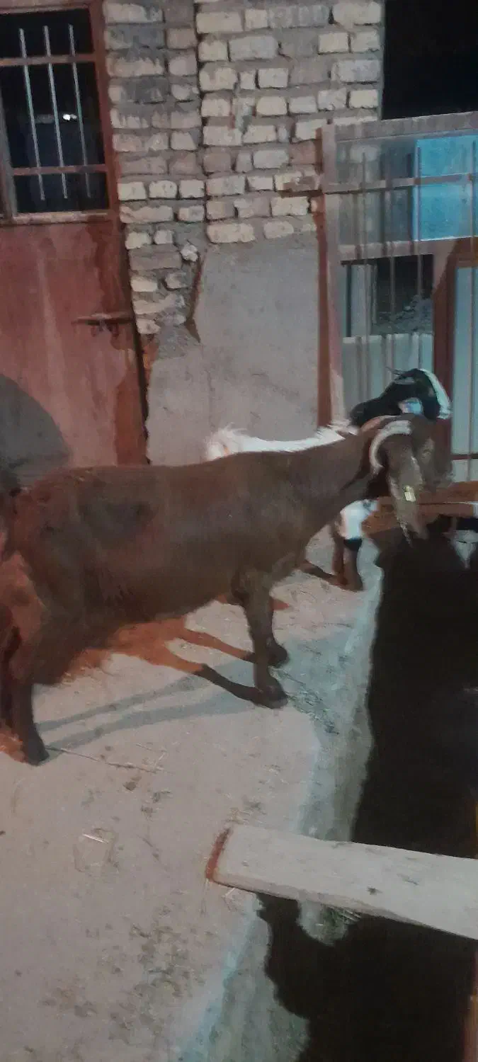 فروش بزوبزغاله|حیوانات مزرعه|شاهرود, |دیوار