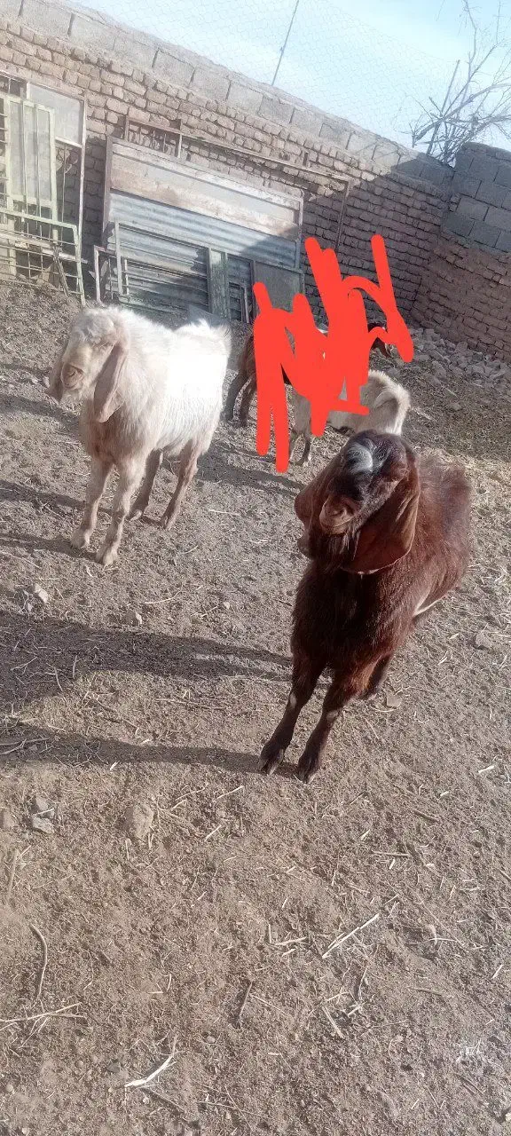 دو عدد نربزغاله پاکستانی|حیوانات مزرعه|کاخک, |دیوار