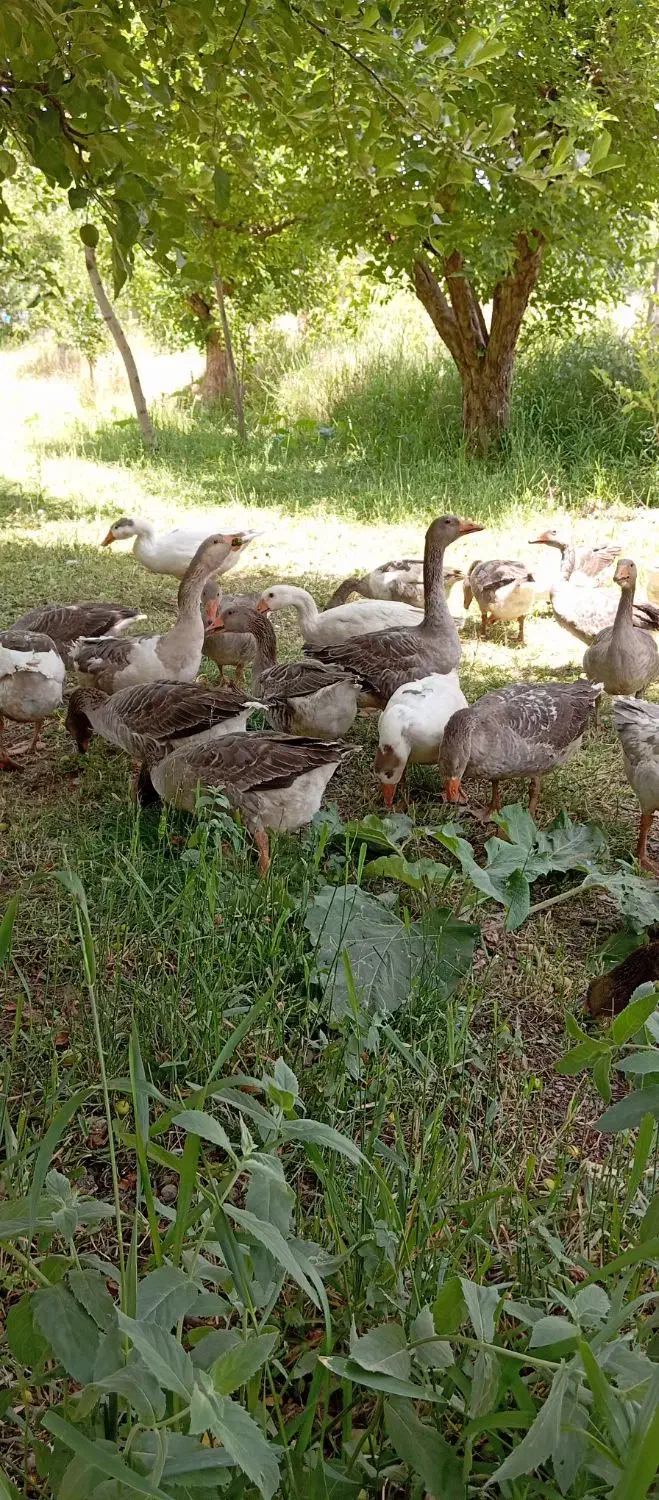 غاز محلی و قو غاز|حیوانات مزرعه|مهاباد (آذربایجان غربی), |دیوار