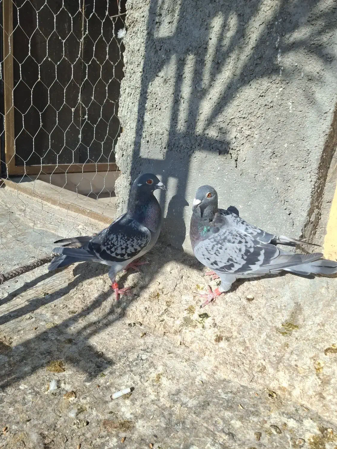 جفت نرو ماده پلاکی دهن جور|پرنده|فیروزآباد (فارس), |دیوار