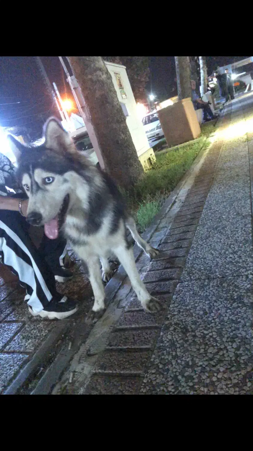 سگ هاسگی مالاموت|سگ|رشت, یخسازی|دیوار