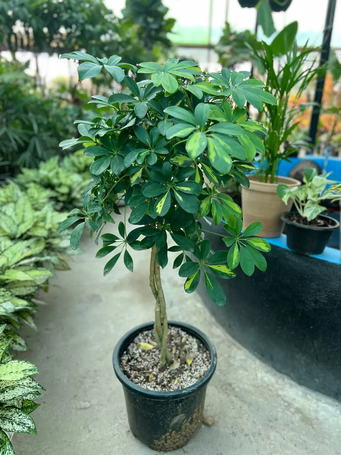 شفلرا بافت،لوکس،برگ پرپشت،نگهداری آسان،قیمت تولیدی|گل و گیاه طبیعی|رشت, بیجارپس|دیوار