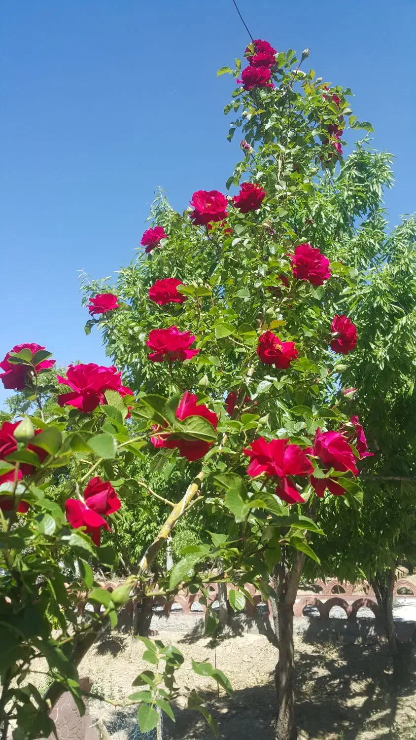 خط تلفن ثابت نیمه رند فیبر نوری در سه راه سیمین|تلفن رومیزی|اصفهان, فرح آباد|دیوار