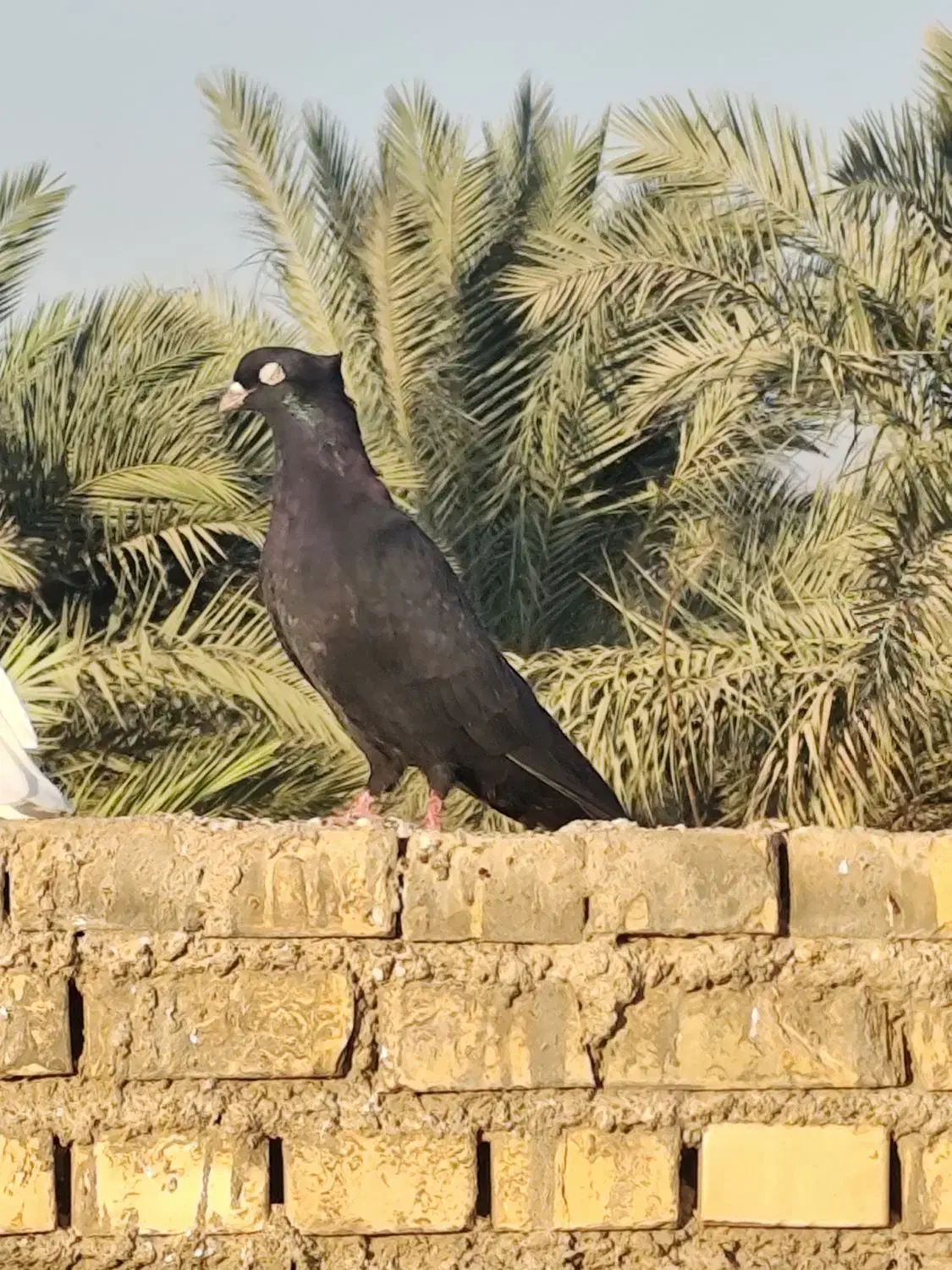 زاغ ابادانی نر مست|پرنده|خرمشهر, |دیوار