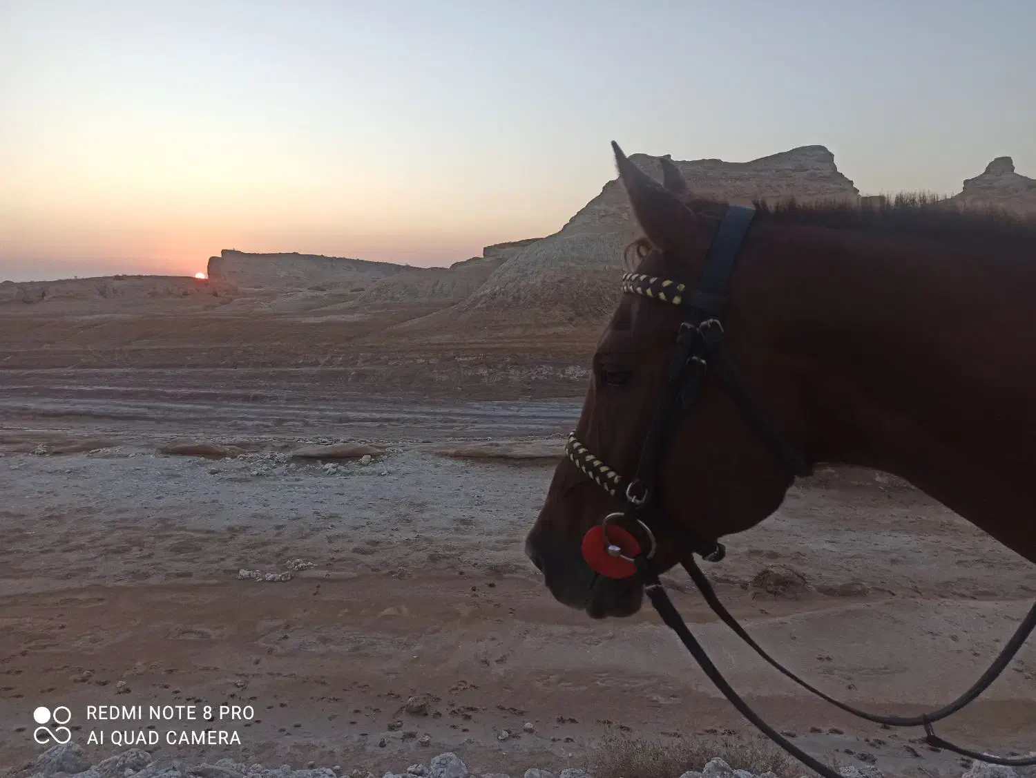 اجاره اسب برای عکاسی در ساحل و طبیعت|خدمات پذیرایی، مراسم|بوشهر, |دیوار