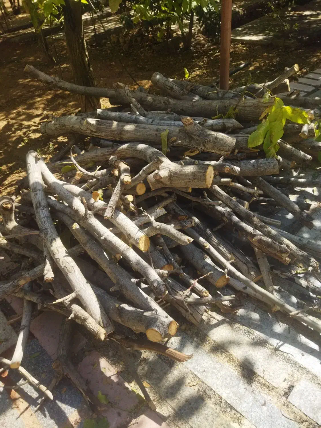 برش و هرس درخت و حمل شاخ برگ|خدمات باغبانی و درختکاری|شیراز, فرهنگیان|دیوار