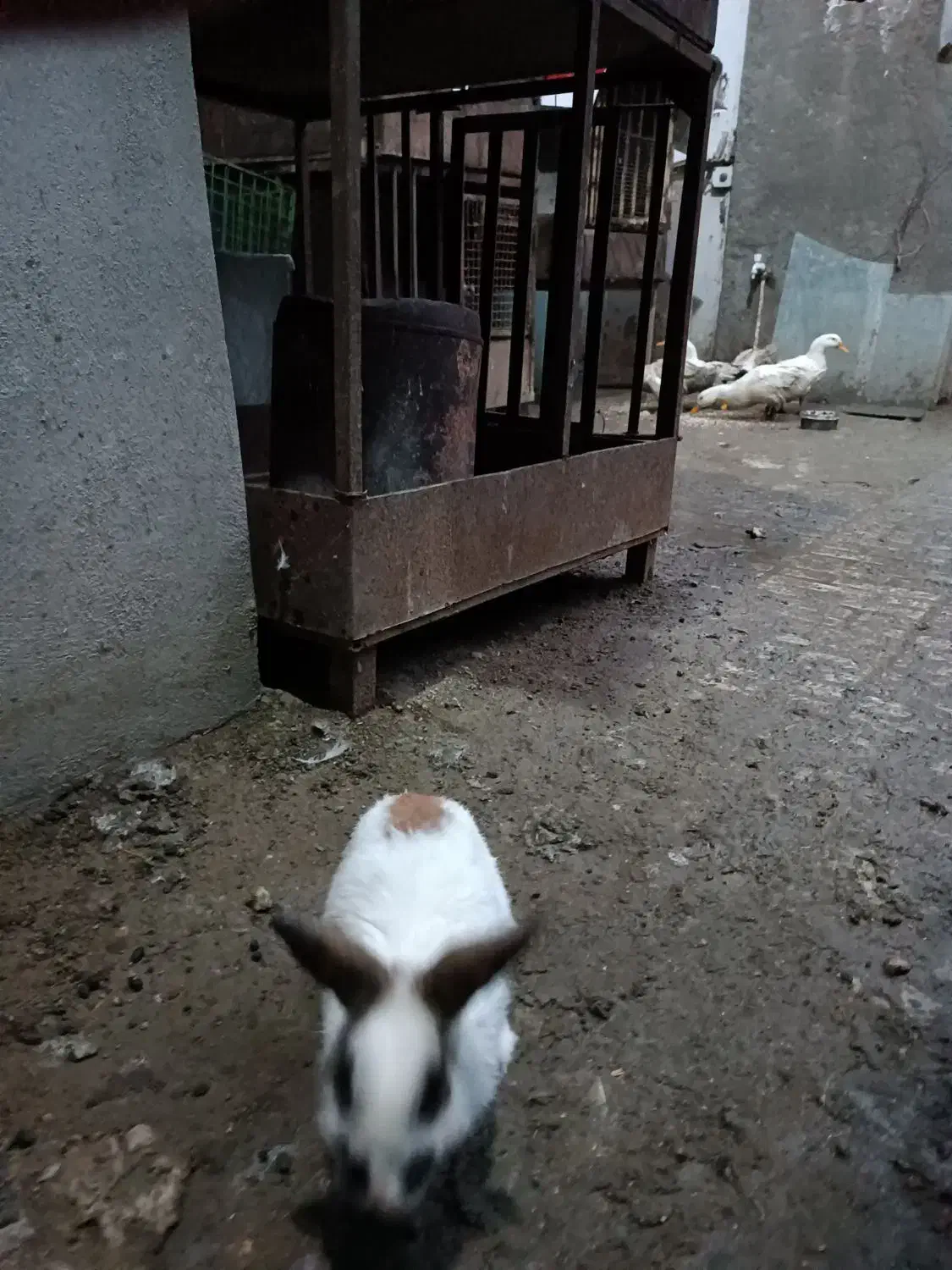 خرگوش های زیبا|موش و خرگوش|صحنه, |دیوار